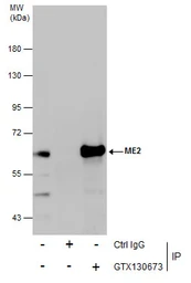 Anti-ME2 antibody used in Immunoprecipitation (IP). GTX130673