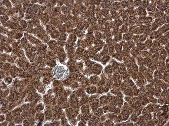 Anti-DHCR7 antibody used in IHC (Paraffin sections) (IHC-P). GTX130695