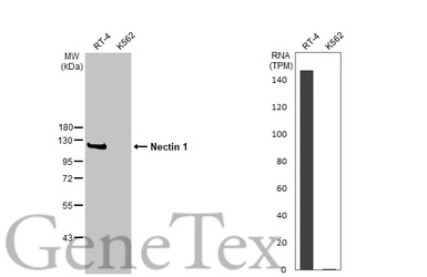Anti-Nectin 1 antibody used in Western Blot (WB). GTX130824