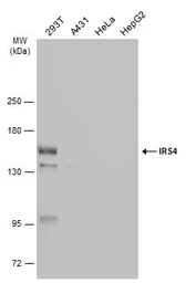 Anti-IRS4 antibody used in Western Blot (WB). GTX130865