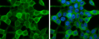 Anti-IRS4 antibody used in Immunocytochemistry/ Immunofluorescence (ICC/IF). GTX130865