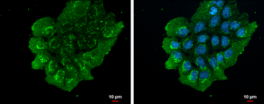 Anti-NUCB2 antibody used in Immunocytochemistry/ Immunofluorescence (ICC/IF). GTX130943