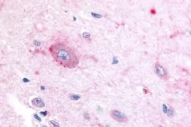 Anti-ROR beta antibody used in IHC (Paraffin sections) (IHC-P). GTX13113