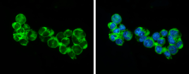 Anti-RIP3 antibody used in Immunocytochemistry/ Immunofluorescence (ICC/IF). GTX131188