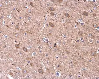 Anti-GDF6 antibody used in IHC (Paraffin sections) (IHC-P). GTX131252