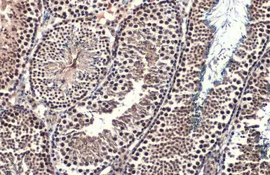Anti-Brachyury antibody used in IHC (Paraffin sections) (IHC-P). GTX131339