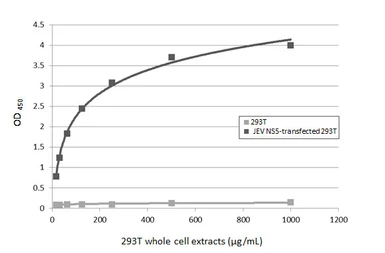Anti-Japanese encephalitis virus NS5 antibody used in ELISA (ELISA). GTX131359