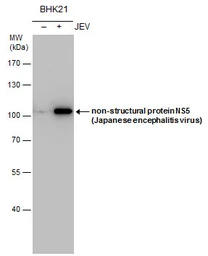 Anti-Japanese encephalitis virus NS5 antibody used in Western Blot (WB). GTX131360
