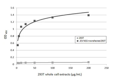 Anti-Japanese encephalitis virus NS5 antibody used in ELISA (ELISA). GTX131360