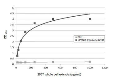Anti-Japanese encephalitis virus NS5 antibody used in ELISA (ELISA). GTX131360
