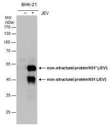 Anti-Japanese encephalitis virus NS1 antibody used in Western Blot (WB). GTX131369