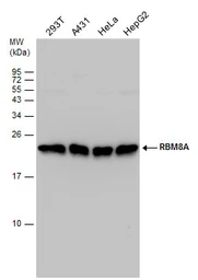 Anti-RBM8A antibody used in Western Blot (WB). GTX131387