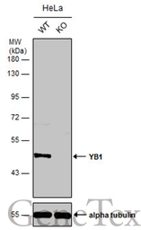 Anti-YB1 antibody used in Western Blot (WB). GTX131630