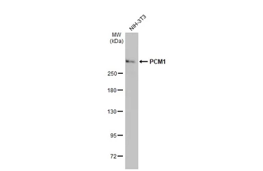 Anti-PCM1 antibody used in Western Blot (WB). GTX131724