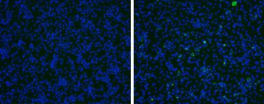 Anti-Japanese encephalitis virus prM antibody used in Immunocytochemistry/ Immunofluorescence (ICC/IF). GTX131833