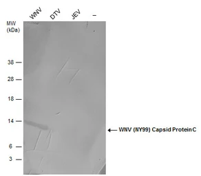 Anti-West Nile virus Capsid protein antibody used in Western Blot (WB). GTX131947