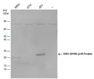 Anti-West Nile virus prM protein antibody used in Western Blot (WB). GTX131948