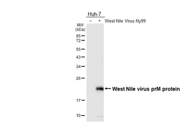 Anti-West Nile virus prM protein antibody used in Western Blot (WB). GTX131948