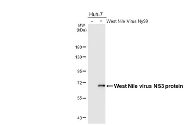 Anti-West Nile virus NS3 protein antibody used in Western Blot (WB). GTX131955