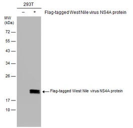 Anti-West Nile virus NS4A protein antibody used in Western Blot (WB). GTX131957