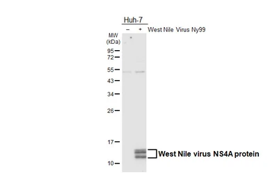 Anti-West Nile virus NS4A protein antibody used in Western Blot (WB). GTX131957