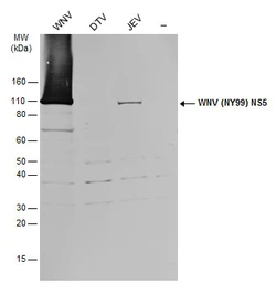 Anti-West Nile virus NS5 protein antibody used in Western Blot (WB). GTX131961