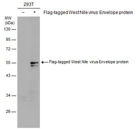 Anti-West Nile virus Envelope antibody used in Western Blot (WB). GTX132052