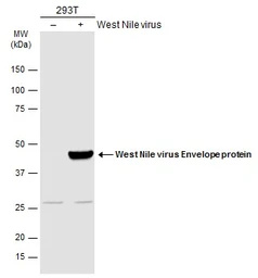 Anti-West Nile virus Envelope antibody used in Western Blot (WB). GTX132052