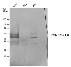 Anti-West Nile virus NS1 protein antibody used in Western Blot (WB). GTX132053