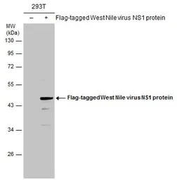 Anti-West Nile virus NS1 protein antibody used in Western Blot (WB). GTX132053