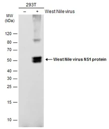 Anti-West Nile virus NS1 protein antibody used in Western Blot (WB). GTX132053