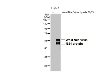 Anti-West Nile virus NS1 protein antibody used in Western Blot (WB). GTX132053