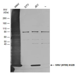 Anti-West Nile virus NS2B protein antibody used in Western Blot (WB). GTX132060