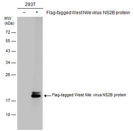 Anti-West Nile virus NS2B protein antibody used in Western Blot (WB). GTX132060