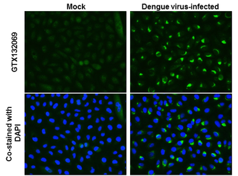 Anti-Dengue virus NS4A protein antibody used in Immunocytochemistry/ Immunofluorescence (ICC/IF). GTX132069