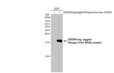 Anti-Dengue virus NS4A protein antibody used in Western Blot (WB). GTX132069