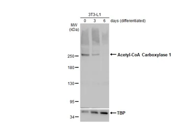 Anti-Acetyl-CoA Carboxylase 1 antibody used in Western Blot (WB). GTX132081