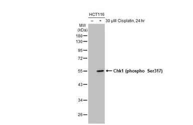 Anti-Chk1 (phospho Ser317) antibody used in Western Blot (WB). GTX132170