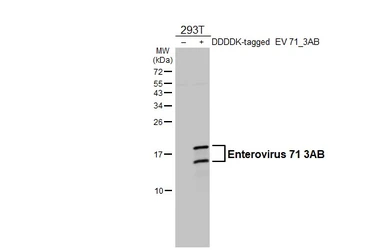 Anti-Enterovirus 71 3AB antibody used in Western Blot (WB). GTX132344