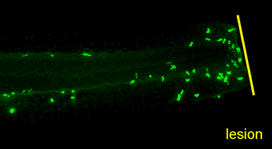 Anti-Lyz antibody used in IHC (Whole mount) (IHC-Wm). GTX132379