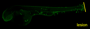Anti-Lyz antibody used in IHC (Whole mount) (IHC-Wm). GTX132379