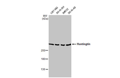 Anti-Huntingtin antibody used in Western Blot (WB). GTX132433