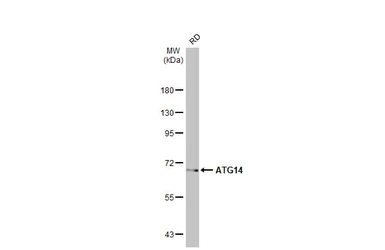 Anti-ATG14 antibody used in Western Blot (WB). GTX132468