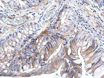 Anti-RAS antibody used in IHC (Paraffin sections) (IHC-P). GTX132480