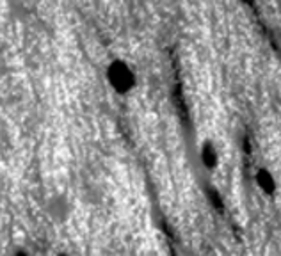 Anti-Bassoon antibody [SAP7F407] used in Immunohistochemistry (IHC). GTX13249