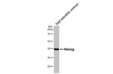 Anti-Nanog antibody used in Western Blot (WB). GTX132491