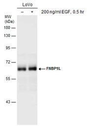 Anti-FNBP1L antibody used in Western Blot (WB). GTX132563