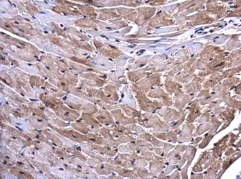 Anti-mLST8 / GBL antibody used in IHC (Paraffin sections) (IHC-P). GTX132580