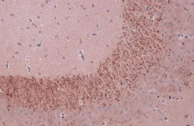 Anti-BDNF antibody used in IHC (Paraffin sections) (IHC-P). GTX132621