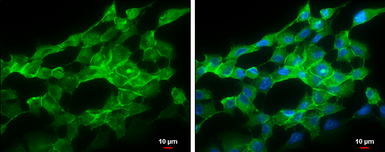 Anti-pan Cadherin antibody used in Immunocytochemistry/ Immunofluorescence (ICC/IF). GTX132646